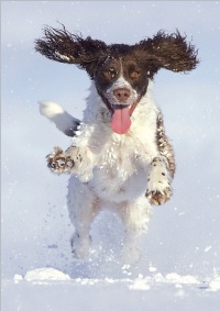 Charity Christmas card Dogs Trust.jpg